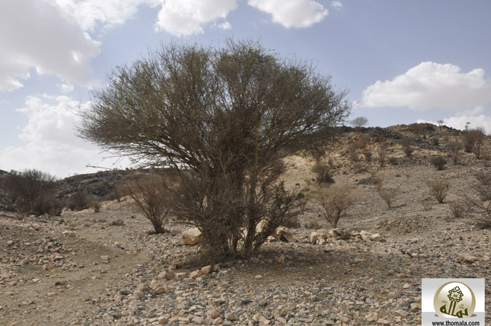 شجرة الرضوان