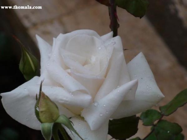:  DSC00304.jpg
: 286
:  21.3 