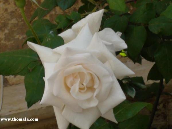 :  DSC00329.jpg
: 285
:  25.2 