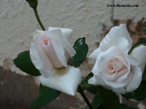 :  DSC00271.jpg
: 298
:  24.6 