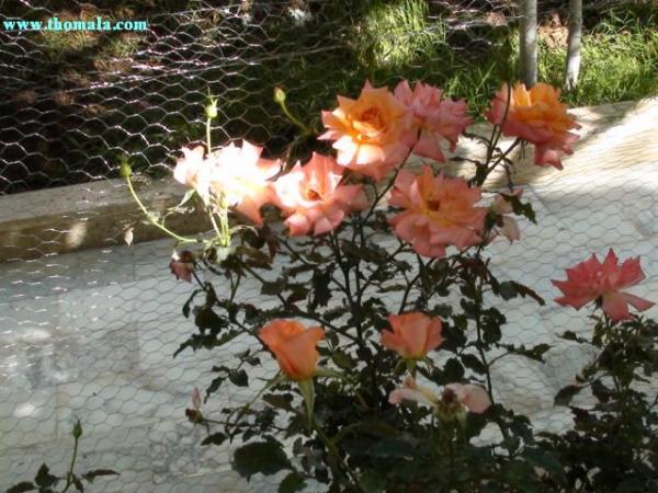 :  DSC00332.jpg
: 283
:  59.4 