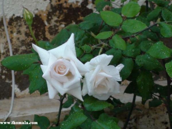 :  DSC00302.jpg
: 303
:  34.9 