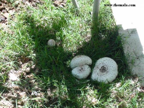 :  DSC00346.jpg
: 473
:  78.5 
