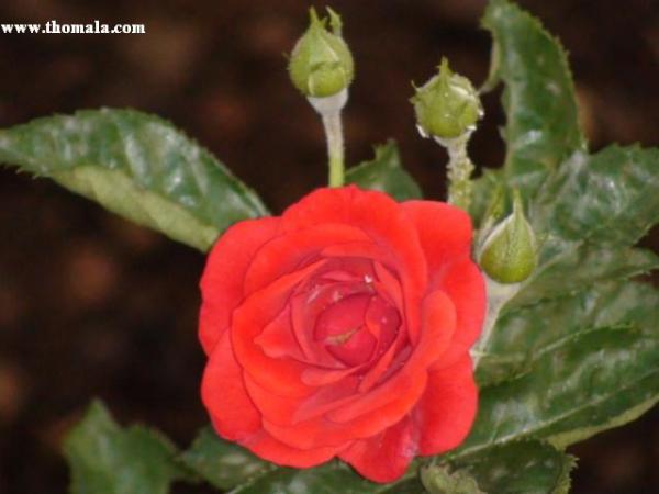 :  DSC00361.jpg
: 319
:  27.5 