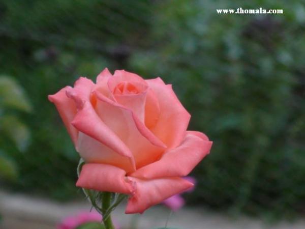 :  DSC00374.jpg
: 314
:  21.5 