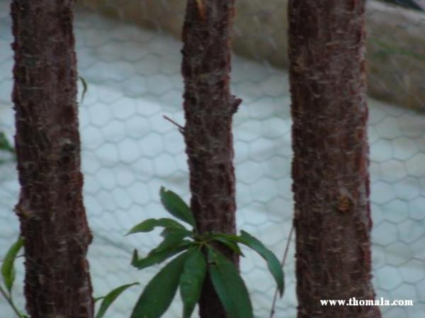 :  DSC00367.jpg
: 305
:  29.1 