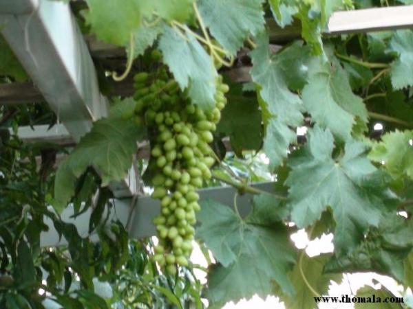 :  DSC00368.jpg
: 363
:  41.7 