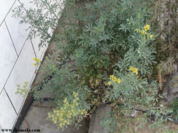 :  DSC00375.jpg
: 316
:  56.2 