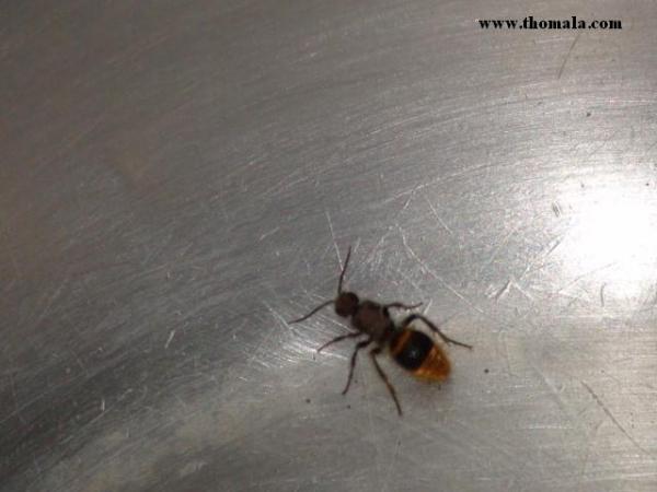 :  DSC00476.jpg
: 512
:  29.0 