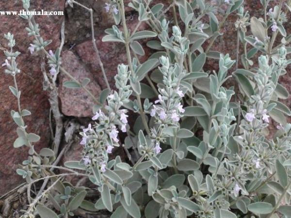 الاسم: DSC00665.jpg
المشاهدات: 665
الحجم: 59.1 كيلوبايت