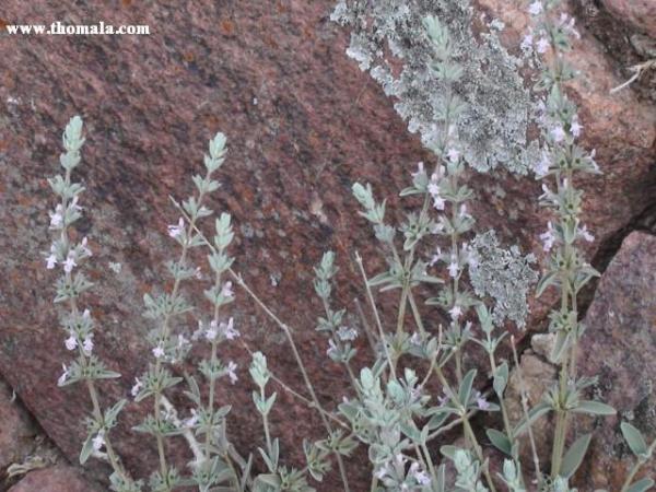 الاسم: DSC00669.jpg
المشاهدات: 612
الحجم: 60.3 كيلوبايت