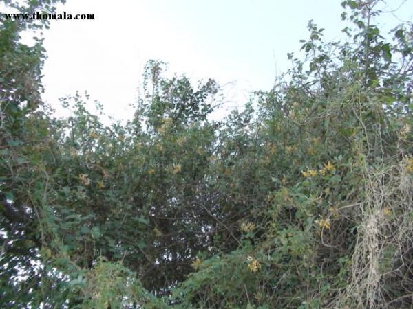 :  DSC00678.jpg
: 393
:  58.4 