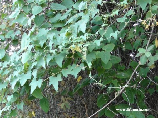 :  DSC00685.jpg
: 537
:  64.2 