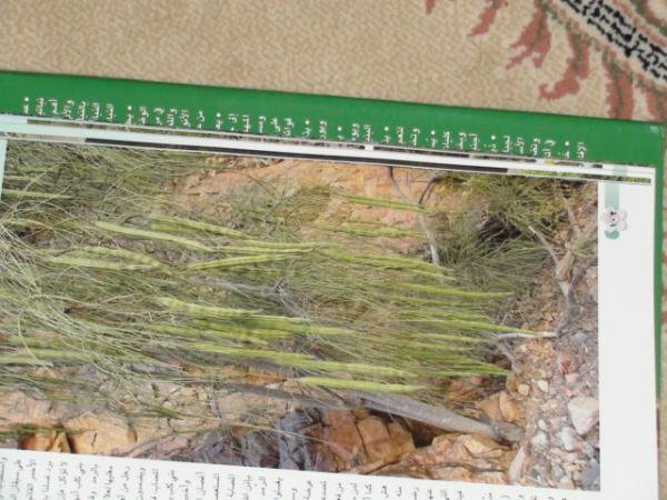 :  DSC00775.jpg
: 1158
:  52.3 