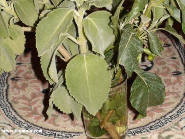 :  DSC00883.jpg
: 946
:  51.1 