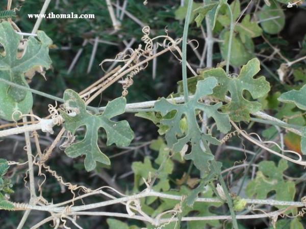 الاسم: DSC00955.jpg
المشاهدات: 243
الحجم: 53.9 كيلوبايت