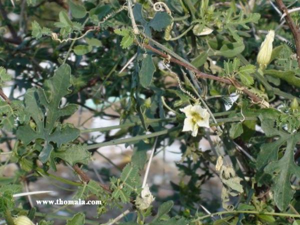 :  DSC00957.jpg
: 175
:  55.7 