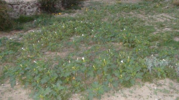 الاسم: DSC00796.jpg
المشاهدات: 354
الحجم: 37.8 كيلوبايت