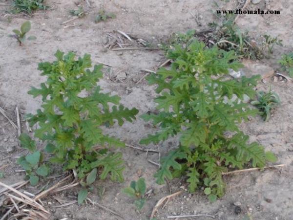 الاسم: DSC00813.jpg
المشاهدات: 339
الحجم: 51.0 كيلوبايت