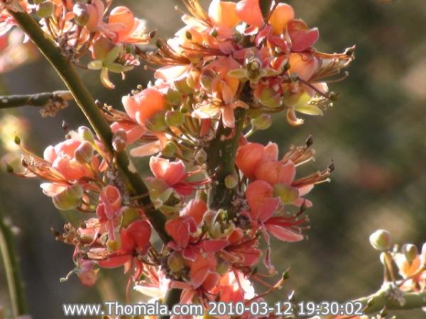 :  DSC01223.jpg
: 1298
:  45.6 