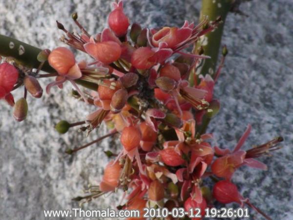 :  DSC01217.jpg
: 1324
:  44.3 