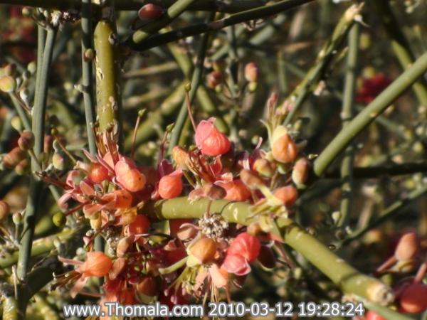 :  DSC01219.jpg
: 1152
:  50.0 