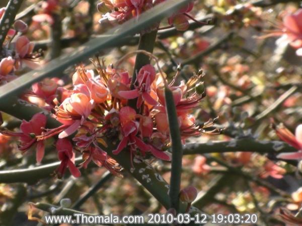 :  DSC01207.jpg
: 1187
:  48.5 