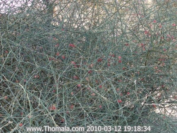 :  DSC01212.jpg
: 1345
:  78.3 