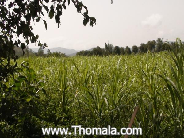 الاسم: DSC01333.jpg
المشاهدات: 435
الحجم: 58.4 كيلوبايت