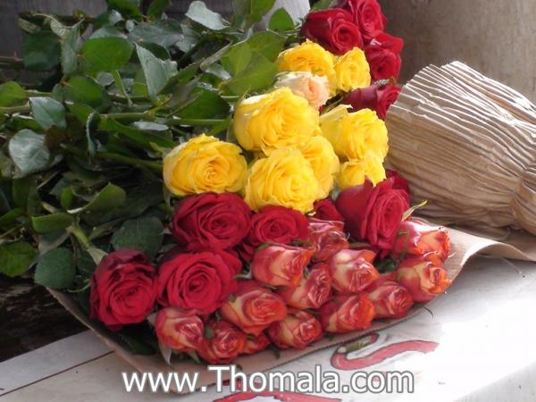 :  DSC01842.jpg
: 1220
:  48.0 