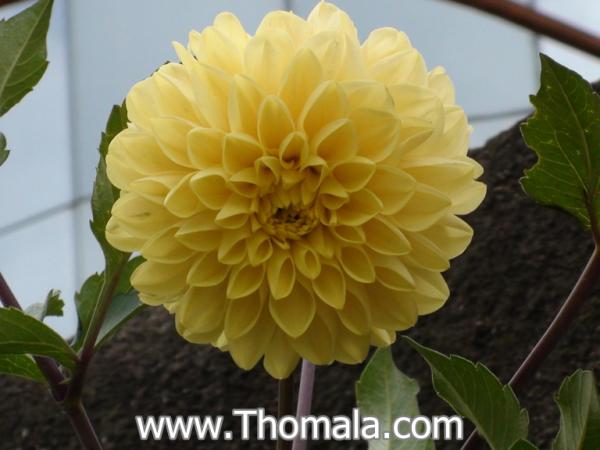 :  DSC01837.jpg
: 390
:  33.1 