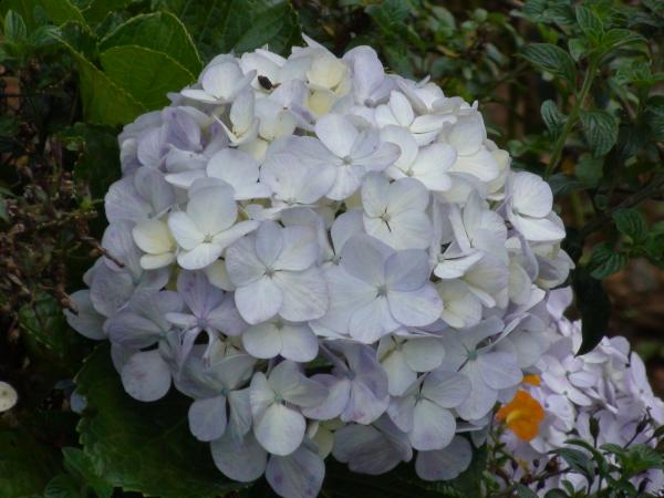 :  DSC00099.jpg
: 221
:  39.9 