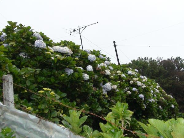 :  DSC00101.jpg
: 332
:  44.8 