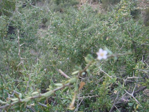 :  DSC00656.jpg
: 434
:  67.3 