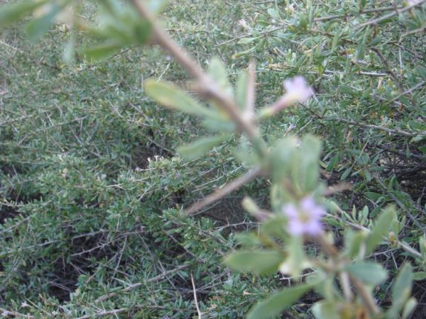 :  DSC00657.jpg
: 431
:  60.3 