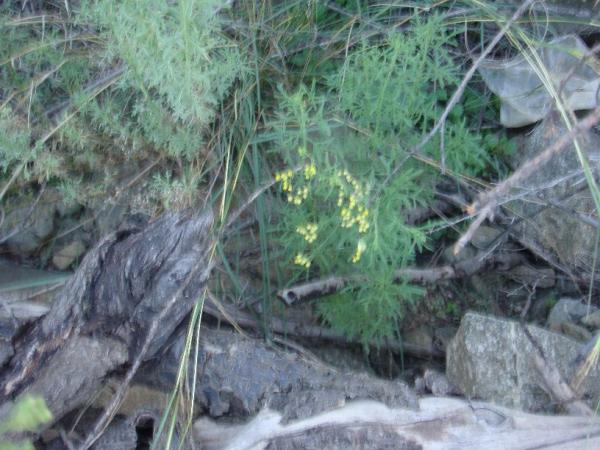 :  DSC00709.jpg
: 234
:  53.2 