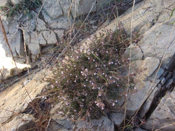:  DSC00710.jpg
: 234
:  68.9 