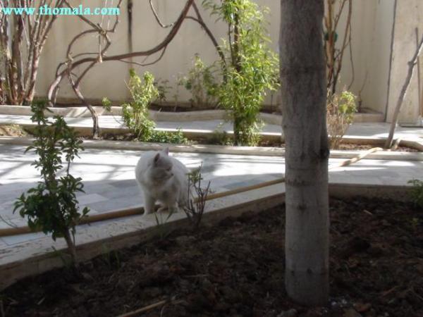:  cat2.jpg
: 2132
:  42.1 