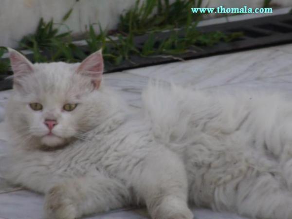 :  cat3.jpg
: 2139
:  23.2 