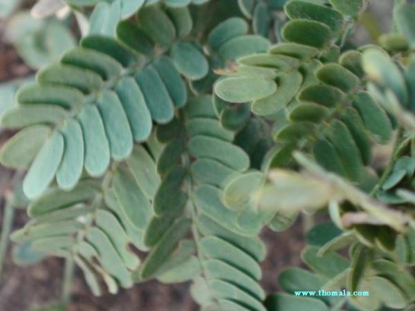 :  DSC00052.jpg
: 1978
:  31.4 