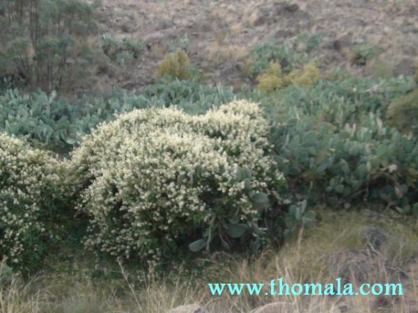 :  DSC00070.jpg
: 1243
:  47.8 
