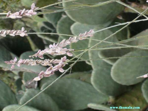 :  DSC00073.jpg
: 575
:  36.7 