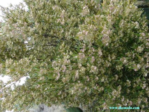 :  DSC00061.jpg
: 546
:  74.7 