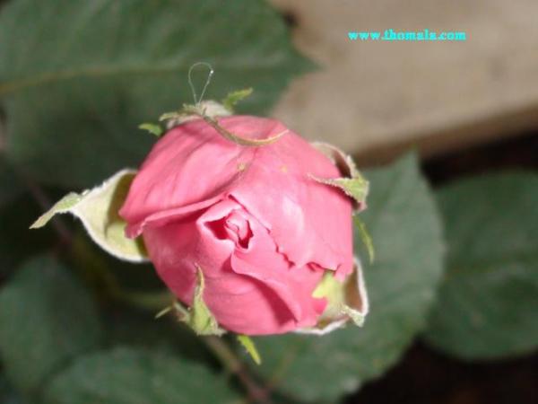 :  DSC00107.jpg
: 479
:  21.8 