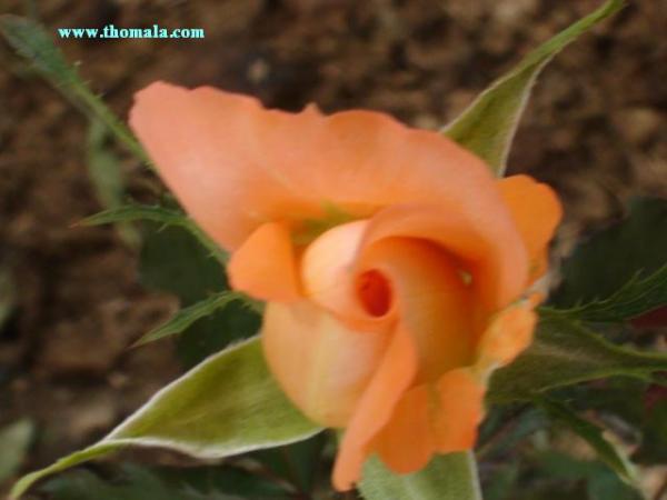 :  DSC00118.jpg
: 475
:  24.8 