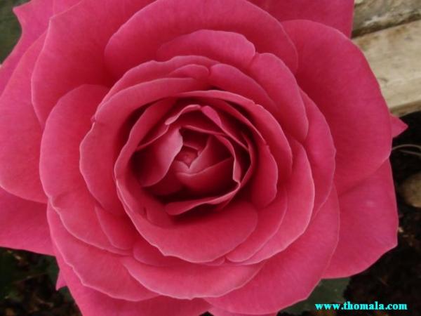 :  DSC00119.jpg
: 485
:  28.1 