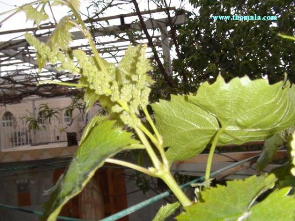 :  DSC00112.jpg
: 509
:  54.0 