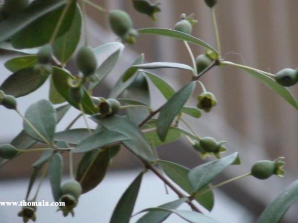 الاسم: DSC00621.jpg
المشاهدات: 42867
الحجم: 28.5 كيلوبايت