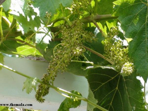 الاسم: DSC00337.jpg
المشاهدات: 362
الحجم: 46.9 كيلوبايت